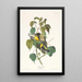 Parulina de los abedules - John James Audubon — cuadro enmarcado en la pared