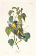 Parulina de los abedules - John James Audubon — vista de la obra