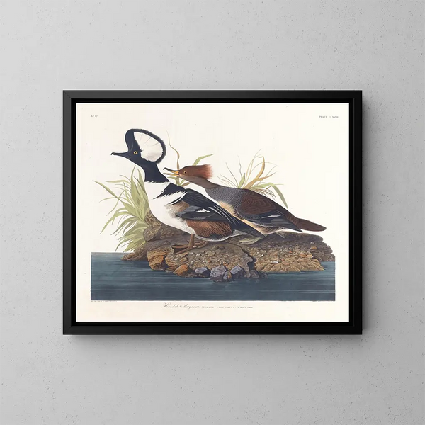 Hupped Duck - John James Audubon — framed artwork on a wall