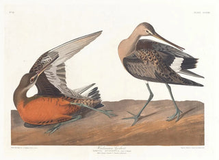 John James Audubon - Hudsonian godwit.webp