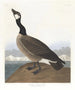 Bernache nonnette de Hutchins - John James Audubon — artwork view