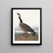 Bernache nonnette de Hutchins - John James Audubon — framed artwork on a wall