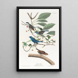 John James Audubon - Indigo bird.webp