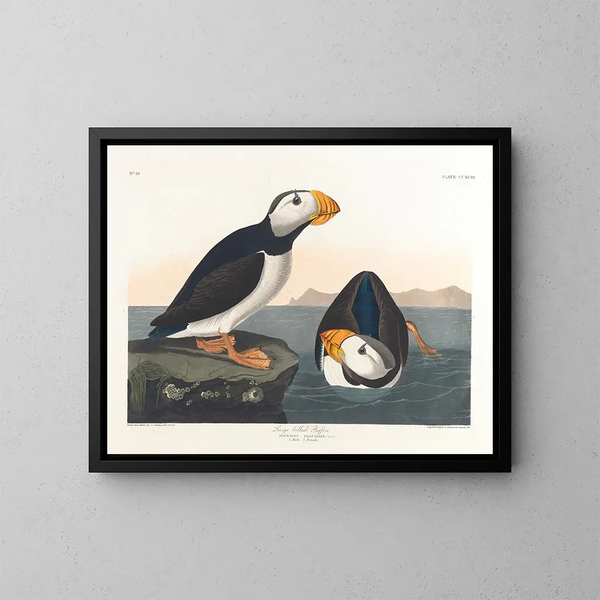 Puffin à gros bec - John James Audubon — framed artwork on a wall