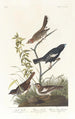 Bruant des prés Bruant des prairies Moineau chanteur brun - John James Audubon — vista de la obra