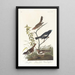 Bruant des prés Bruant des prairies Moineau chanteur brun - John James Audubon — cuadro enmarcado en la pared