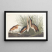 Petit blongios - John James Audubon — cuadro enmarcado en la pared