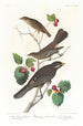 Brown Thrasher - John James Audubon — artwork view