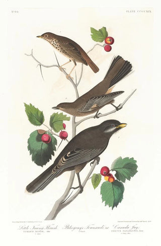 John James Audubon - Little tawny thrush.webp