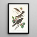 Brown Thrasher - John James Audubon — framed artwork on a wall