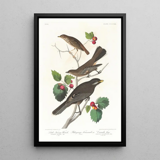 John James Audubon - Little tawny thrush.webp