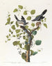 Pie-grièche migratrice - John James Audubon — vista de la obra