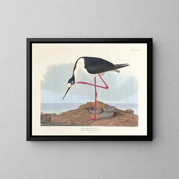 Avocette à longues pattes - John James Audubon — framed artwork on a wall