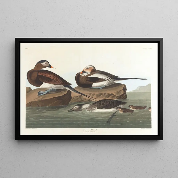 Long-tailed Duck - John James Audubon — framed artwork on a wall