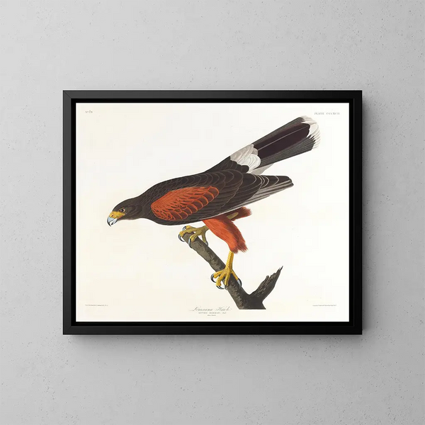 Louisiana Falcon Painting - John James Audubon — framed artwork on a wall