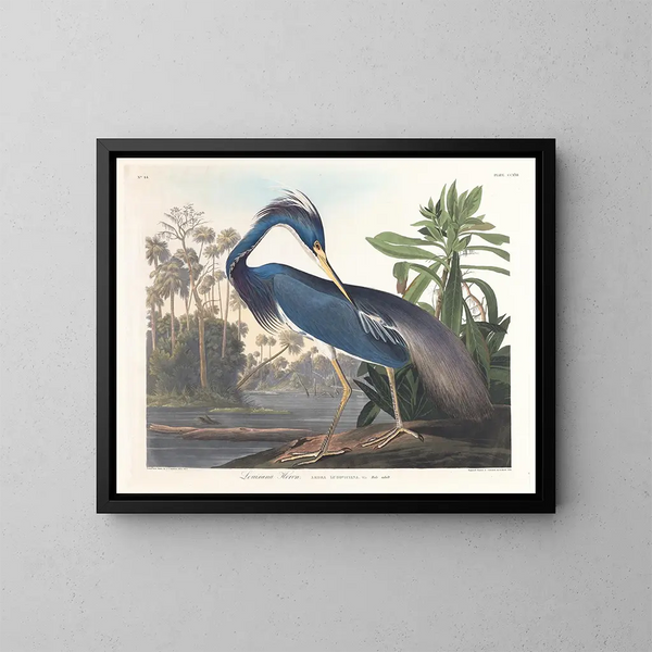 Louisiana Heron Painting - John James Audubon — framed artwork on a wall
