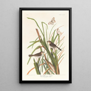 John James Audubon - MacGillivrays finch.webp