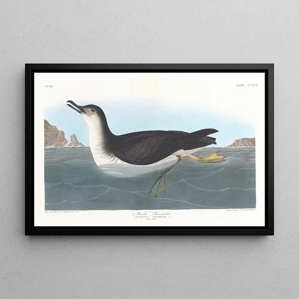 Puffin of the English - John James Audubon — framed artwork on a wall