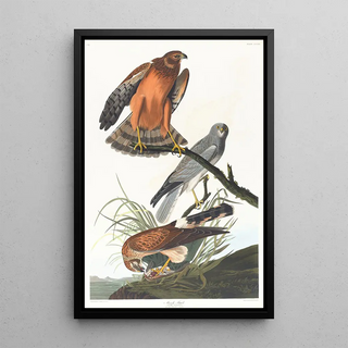 John James Audubon - Marsh hawk.webp