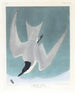 Sterne des marais - John James Audubon — artwork view