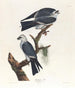 Mississippi Kite Painting - John James Audubon — artwork view