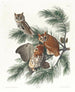 Búho moteado - John James Audubon — vista de la obra