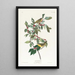 Parulina de Nashville - John James Audubon — cuadro enmarcado en la pared