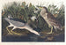 Bihoreau ou oiseau-qua - John James Audubon — vista de la obra
