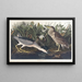 Bihoreau ou oiseau-qua - John James Audubon — cuadro enmarcado en la pared