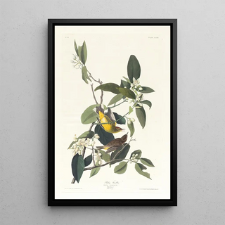 John James Audubon - Palm warbler.webp