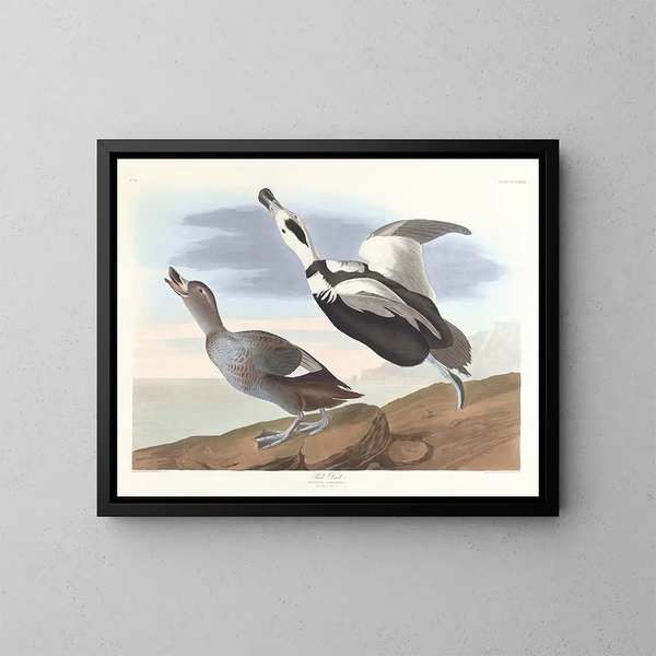 Canard à pied - John James Audubon — framed artwork on a wall
