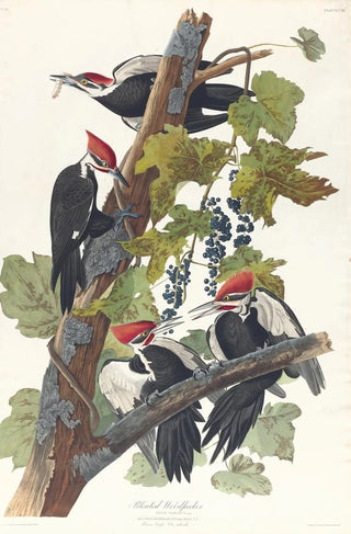 John James Audubon - Pileated woodpecker.webp