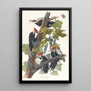 John James Audubon - Pileated woodpecker.webp