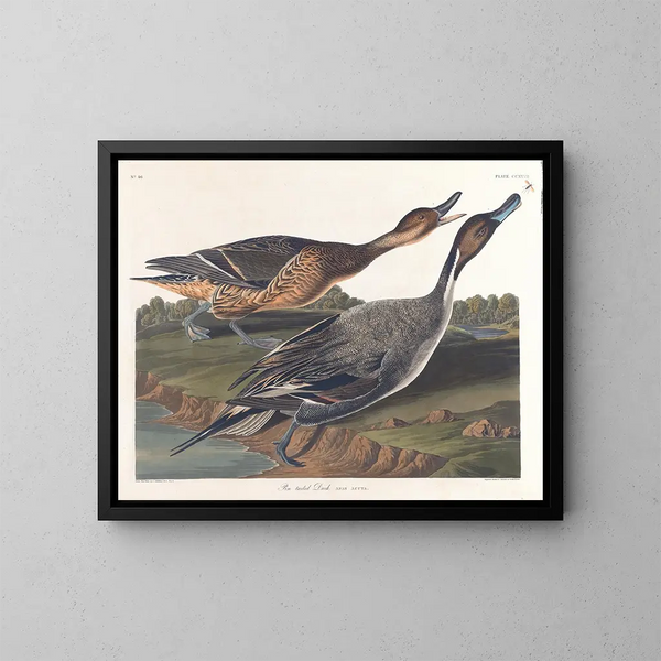 Duck with pointed tail - John James Audubon — framed artwork on a wall