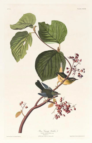 John James Audubon - Pine swamp warbler.webp