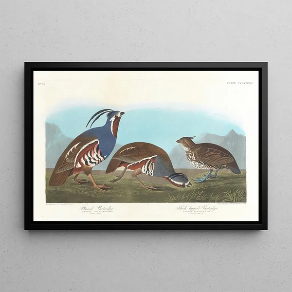 Perdrix huppée, Perdrix à pattes épaisses - John James Audubon — framed artwork on a wall