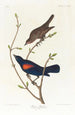 Estornino de las praderas - John James Audubon — vista de la obra