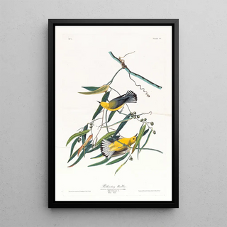 John James Audubon - Prothonotary warbler.webp