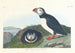 Macareux - John James Audubon — vista de la obra