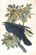 Corbeau - John James Audubon — vista de la obra