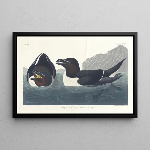 Little Penguin - John James Audubon — framed artwork on a wall