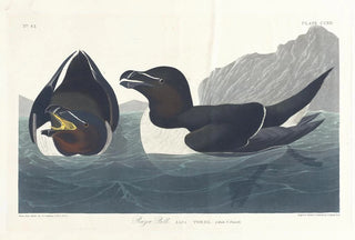 John James Audubon - Razor bill.webp