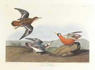 John James Audubon - Red phalarope.webp