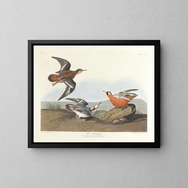 Phalarope à bec rouge - John James Audubon — framed artwork on a wall