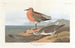 Bécasseau à poitrine rousse - John James Audubon — artwork view