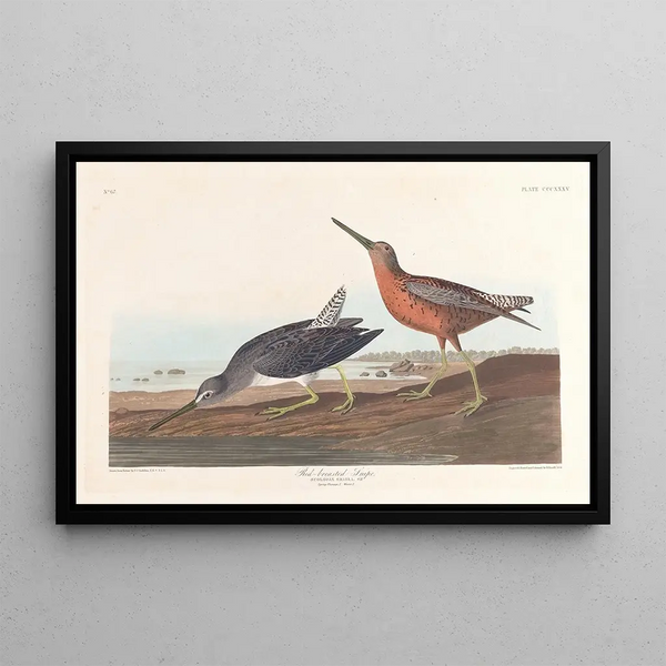 Bécassine a Pecho Rojo - John James Audubon — cuadro enmarcado en la pared