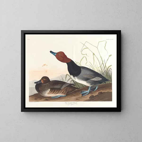 Canard roux - John James Audubon — framed artwork on a wall