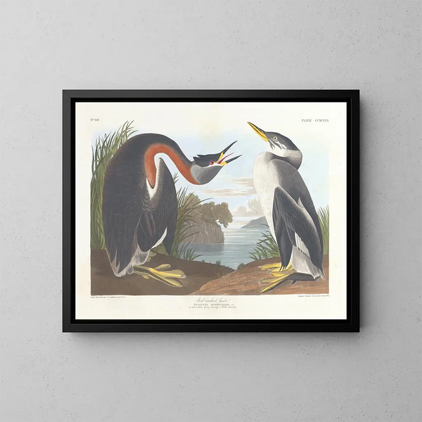 Grebe à cou noir - John James Audubon — framed artwork on a wall