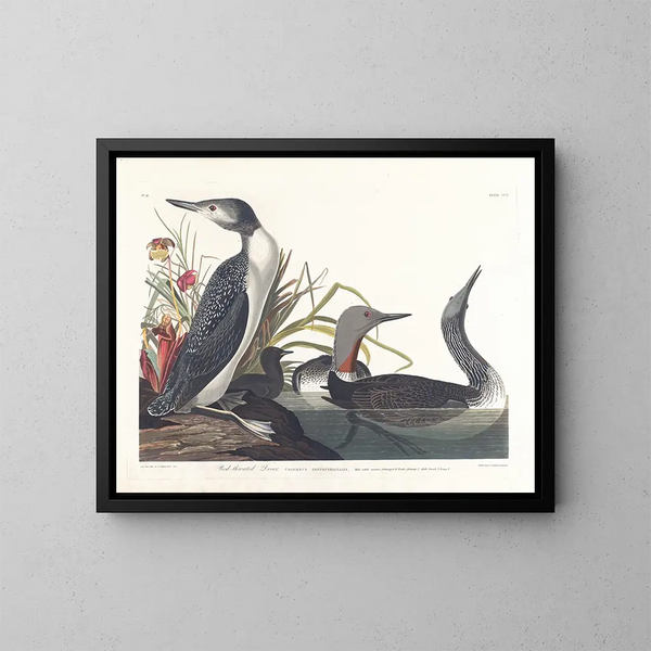 Diving catmarin - John James Audubon — framed artwork on a wall