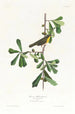 Paruline de Roscoe - John James Audubon — vista de la obra